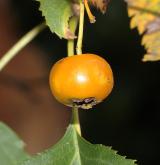 hloh altajský <i>(Crataegus altaica)</i> / Plod