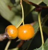 hloh altajský <i>(Crataegus altaica)</i> / Plod