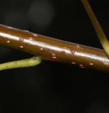 hloh altajský <i>(Crataegus altaica)</i> / Větve a pupeny