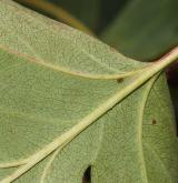 hloh altajský <i>(Crataegus altaica)</i>