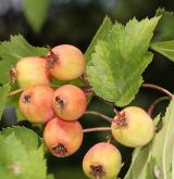 hloh popletený <i>(Crataegus intricata)</i> / Plod