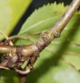 hloh popletený <i>(Crataegus intricata)</i> / Větve a pupeny