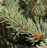 smrk Lutzův <i>(Picea ×lutzii)</i> / List