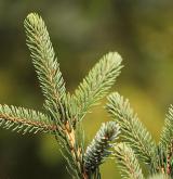 smrk Lutzův <i>(Picea ×lutzii)</i> / List