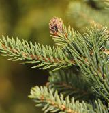 smrk Lutzův <i>(Picea ×lutzii)</i> / List