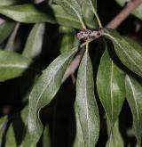 hrušeň hlošinolistá <i>(Pyrus elaeagrifolia)</i> / List