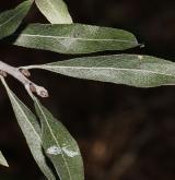 hrušeň hlošinolistá <i>(Pyrus elaeagrifolia)</i>