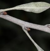 hrušeň hlošinolistá <i>(Pyrus elaeagrifolia)</i> / Větve a pupeny