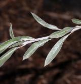 hrušeň hlošinolistá <i>(Pyrus elaeagrifolia)</i> / List