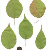 meruňka mandžuská <i>(Prunus mandshurica)</i> / List