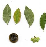 jilm drobnolistý <i>(Ulmus parvifolia)</i> / List
