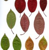střemcha asijská <i>(Prunus asiatica)</i> / List