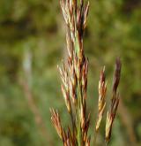 bezkolenec rákosovitý <i>(Molinia arundinacea)</i> / Květ/Květenství