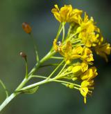 rukev rakouská <i>(Rorippa austriaca)</i> / Květ/Květenství