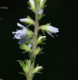 rozrazil lékařský <i>(Veronica officinalis)</i> / Květ/Květenství