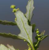 merlík sivý <i>(Chenopodium glaucum)</i> / List