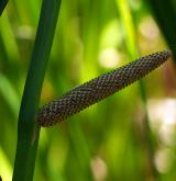 puškvorec obecný <i>(Acorus calamus)</i> / Květ/Květenství