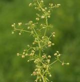 svízel pochybný <i>(Galium spurium)</i> / Habitus