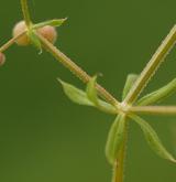 svízel pochybný <i>(Galium spurium)</i> / List