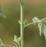 proskurník lékařský <i>(Althaea officinalis)</i> / Stonek