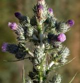 pcháč žlutoostenný <i>(Cirsium brachycephalum)</i>