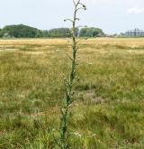 pcháč žlutoostenný <i>(Cirsium brachycephalum)</i>