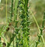 pcháč žlutoostenný <i>(Cirsium brachycephalum)</i>