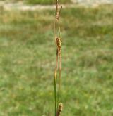 ostřice oddálená <i>(Carex distans)</i> / Květ/Květenství