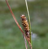 ostřice oddálená <i>(Carex distans)</i> / Květ/Květenství