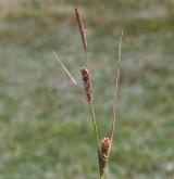 ostřice oddálená <i>(Carex distans)</i> / Květ/Květenství