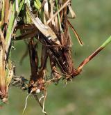 ostřice oddálená <i>(Carex distans)</i> / Zásobní orgán/orgán klonálního růstu