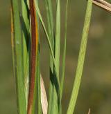 ostřice oddálená <i>(Carex distans)</i> / List