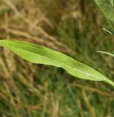 oman britský <i>(Inula britannica)</i>