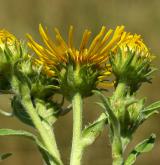 oman britský <i>(Inula britannica)</i>