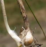 česnek viničný <i>(Allium vineale)</i> / Zásobní orgán/orgán klonálního růstu
