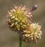 česnek viničný <i>(Allium vineale)</i> / Květ/Květenství