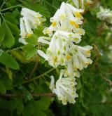 dymnivka bílá <i>(Corydalis alba)</i> / Květ/Květenství