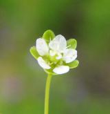 úrazník skalní <i>(Sagina saginoides)</i> / Květ/Květenství