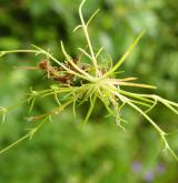 úrazník skalní <i>(Sagina saginoides)</i> / Habitus