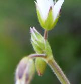 rožec prameništní <i>(Cerastium fontanum)</i> / Květ/Květenství