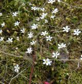 silenka skalní <i>(Silene rupestris)</i>