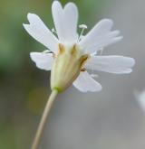 silenka skalní <i>(Silene rupestris)</i>