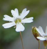 silenka skalní <i>(Silene rupestris)</i>