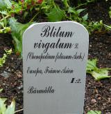 merlík listnatý <i>(Chenopodium foliosum)</i> / Ostatní