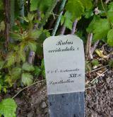 ostružiník ojíněný <i>(Rubus occidentalis)</i> / Ostatní