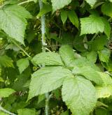 ostružiník ojíněný <i>(Rubus occidentalis)</i> / List