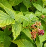 ostružiník ojíněný <i>(Rubus occidentalis)</i> / Květ/Květenství