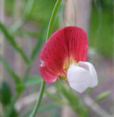 hrachor článkovaný <i>(Lathyrus articulatus)</i> / Květ/Květenství