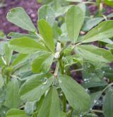 pískavice řecké seno <i>(Trigonella foenum-graecum)</i>