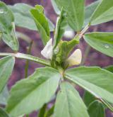 pískavice řecké seno <i>(Trigonella foenum-graecum)</i>